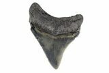 Serrated, Chubutensis Tooth - Megalodon Ancestor #154184-1